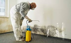 Navajo, NM Mold Removal & Remediation Company